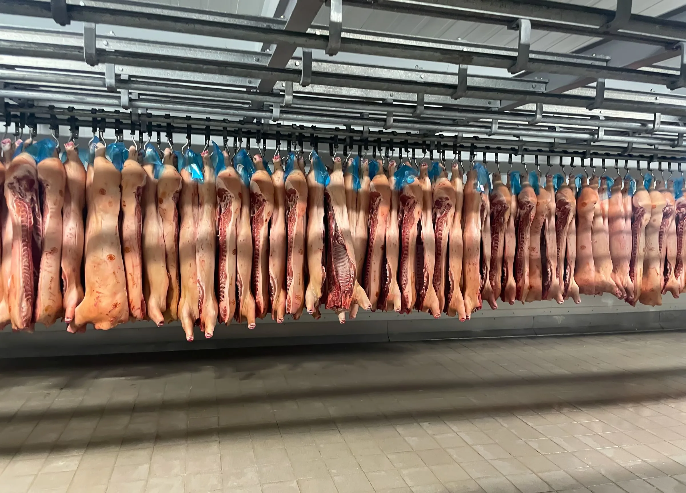 Carcase de carne atârnate într-o cameră frigorifică industrială